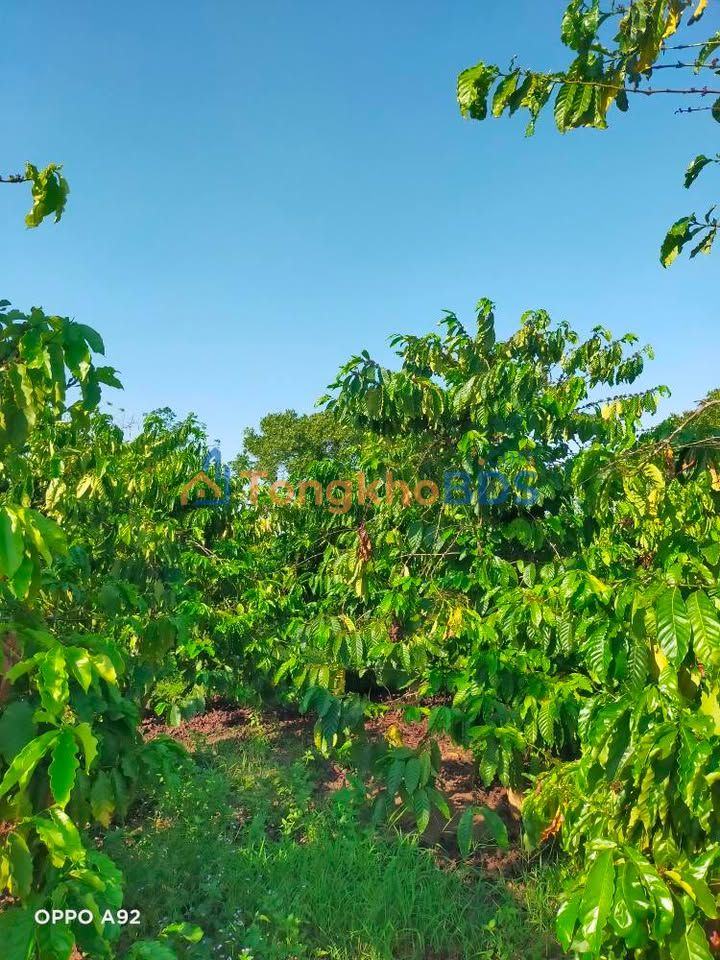 Farm Eawer Buôn Ma Thuột 1,6ha 150tr/sào - Sinh thái xanh