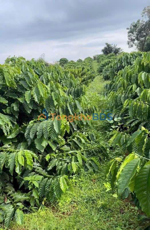 Bán Gấp Đất Vườn Cafe 2.8ha Lâm Hà - Giá 5.2 Tỷ