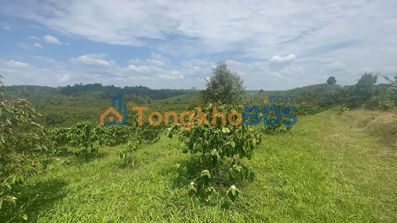 Đất nền Lộc Nga Bảo Lộc 1512m² 982.8 triệu - Đường to ô tô