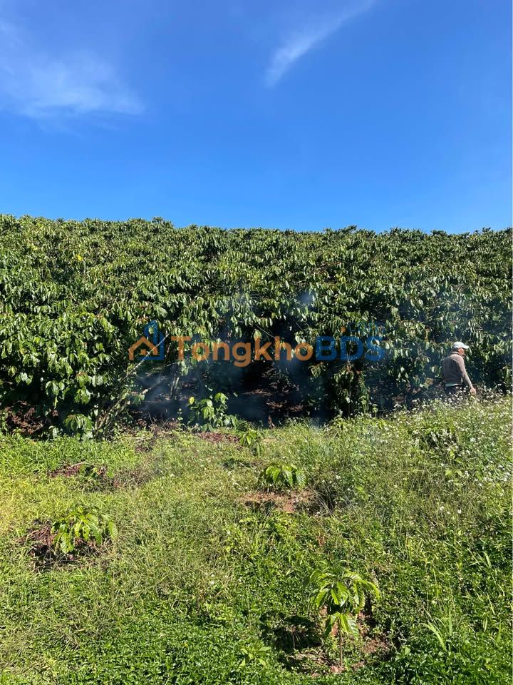 Đất vườn Lộc Phú Bảo Lâm 7.600m² 2.6 tỷ - Sinh thái xanh