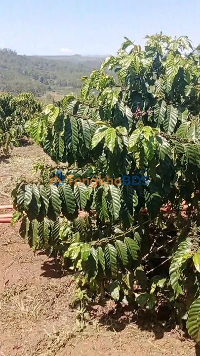 Đất Di Linh Đinh Trang Thượng 1.2ha 4 tỷ - Sổ đỏ chính chủ