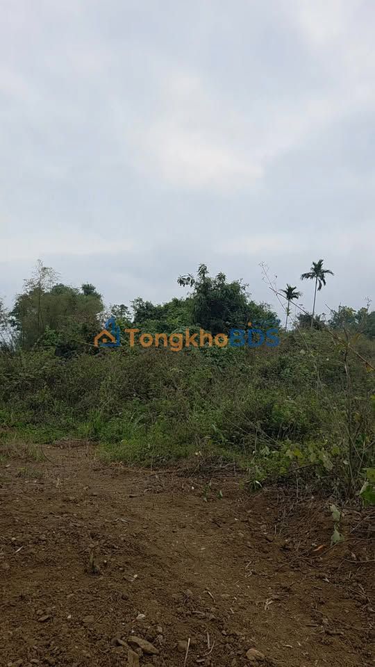 Farm xã Hoạt Giang Hà Trung 8ha - Đầu tư dài hạn