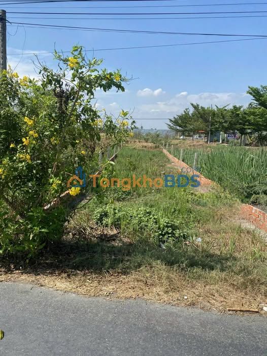 Đất thổ cư Tân Bình Tân Trụ 141m² 1.2 tỷ - Sổ hồng chính chủ