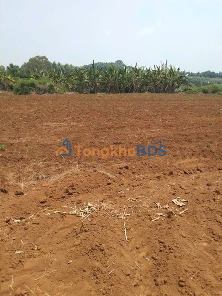 Nhà vườn Sơn Thành Đông 648m² 145 triệu - Giá tốt