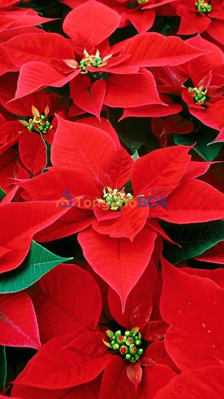 Đất nền Mỹ Hưng Mỹ Phong 64m² 3xx triệu - Sổ đỏ chính chủ