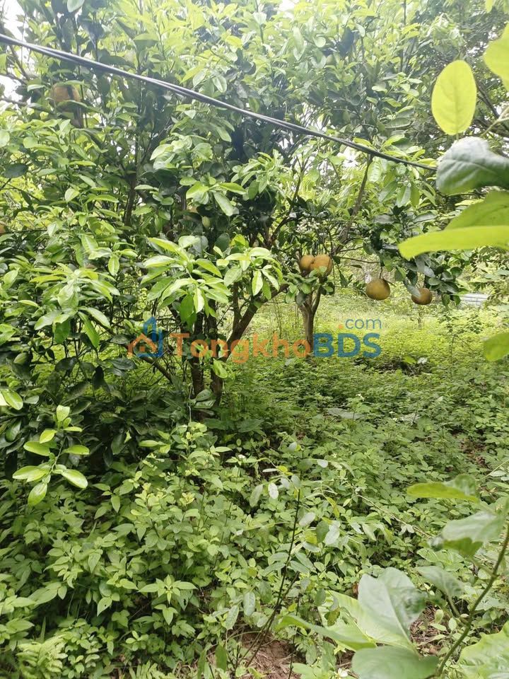 Farm Đại Hưng Mỹ Đức 1080m² 1 tỷ – Đầu tư dài hạn