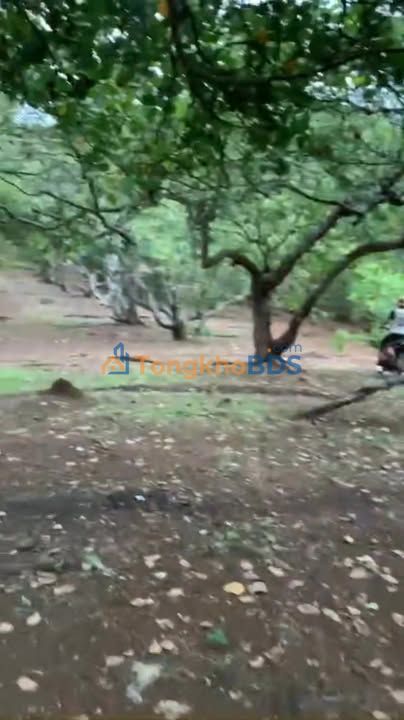 Đất nền Đăk Ơ Bù Gia Mập 2.5ha 1.625 tỷ - Sổ đỏ chính chủ