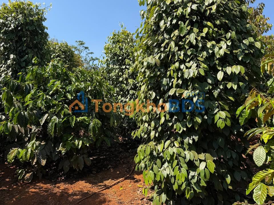 Đất nền Quảng Tâm Tuy Đức 3,6ha 6,5 tỷ - Sổ đỏ chính chủ