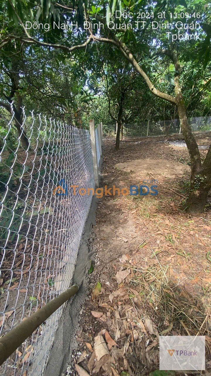 Đất vườn Ngọc Định 2.000m² 570 triệu - Sổ hồng rõ ràng