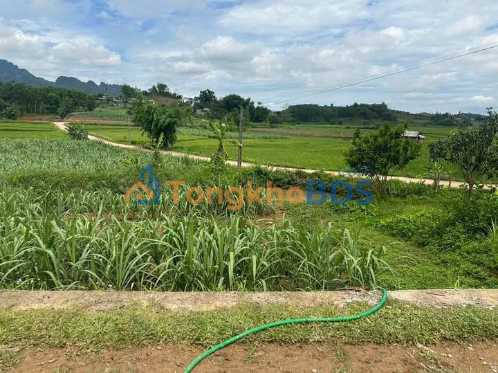 Đất nền Mỹ Hòa Tân Lạc 1.300m² 699tr - Đường to ô tô