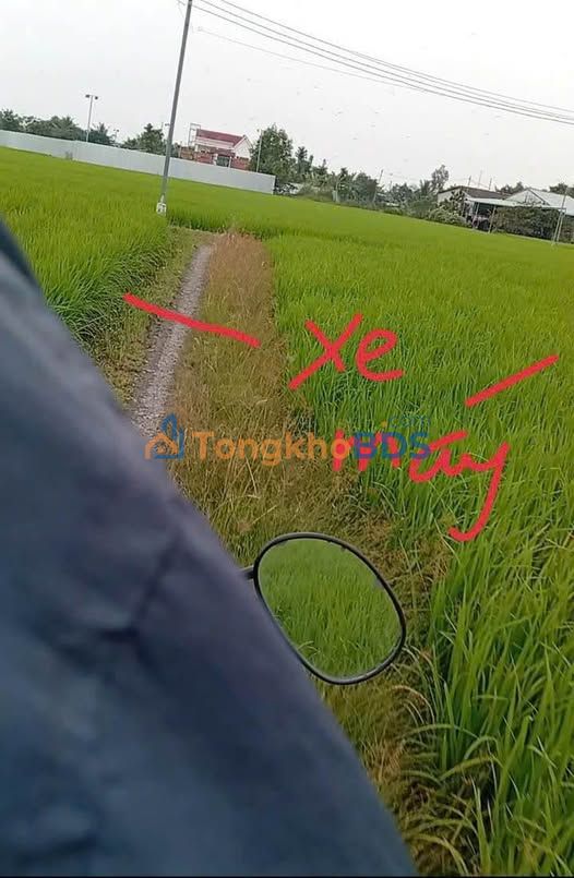 Đất Vườn Phước Lý, Cần Giuộc - 1150m² Giá Tốt, Sổ Đỏ Rõ Ràng