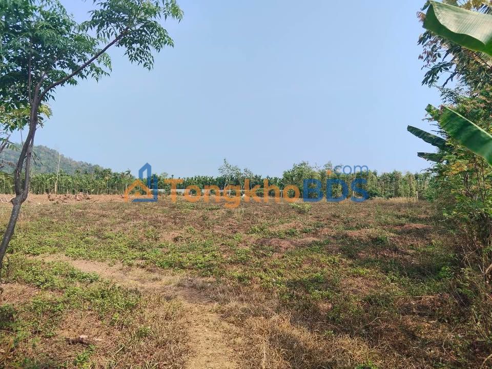 Đất trồng cây lâu năm Tân Lập 3000m² 2 tỷ - Sổ đỏ chính chủ