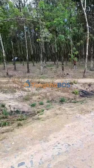 Bán Đất Vườn 8200m² Mặt Tiền Đường Lớn, Đức Linh - Giá Tốt Đầu Tư