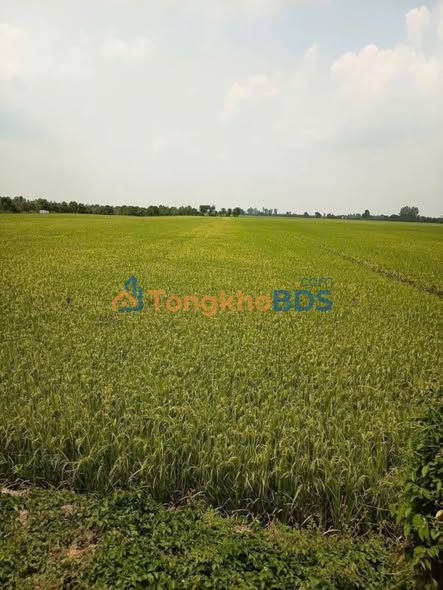 Đất ruộng Trung Hưng Cờ Đỏ 3.5ha 15.75 tỷ - Sổ hồng chính chủ