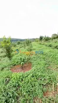 Đất nền Tuy Đức Đắk Nông 6ha 6,6 tỷ - Sổ đỏ chính chủ