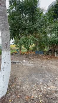 Đất nền Huyện Thới Lai - 4.369m²/2,14 tỷ - Giá F0 CĐT