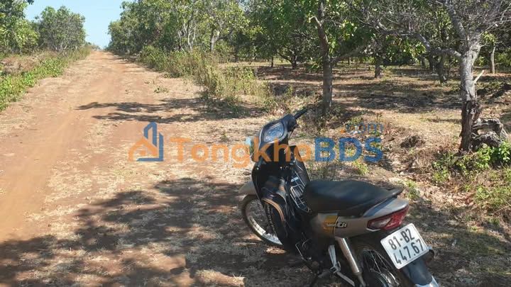 Đất nền Ia Boòng Chư Prông 3ha 0.7 tỷ - Đầu tư dài hạn