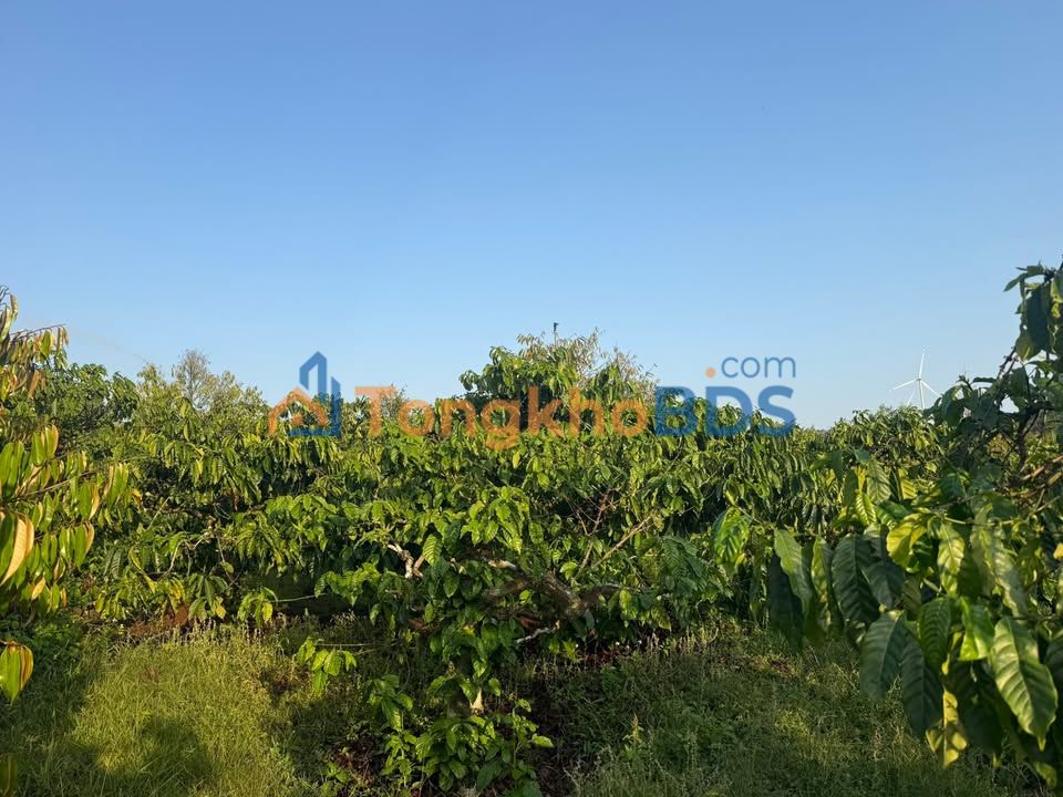 Đất vườn Ea Nam 1,2ha 4,2 tỷ - Sinh thái xanh