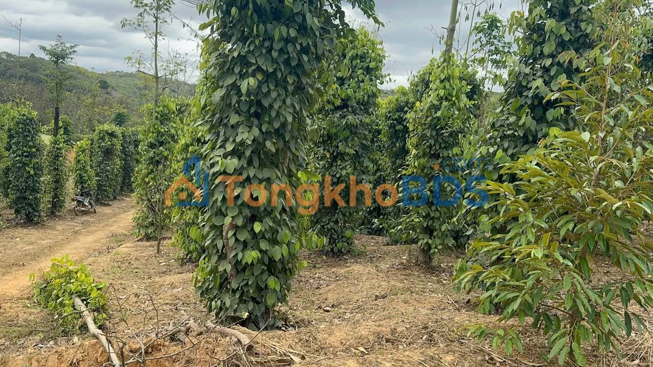 Đất nền Đắk Gằn Đắk Mil 3.5ha giá 3.6 tỷ - Tiềm năng tăng giá