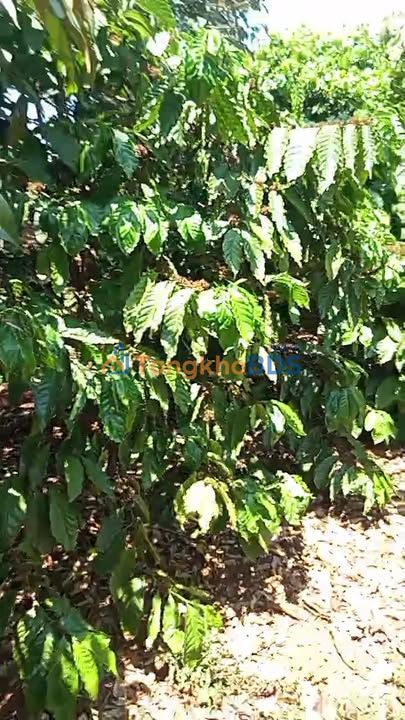 Đất vườn Ia Ka 720m² giá 1.5 tỷ - Sổ đỏ chính chủ