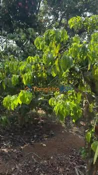 Đất vườn Ia Kla 11.000m² 1.3 tỷ - Sổ hồng rõ ràng