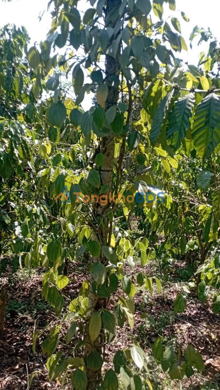 Farm Đắk Ha Đắk Nông 1,5ha giá thỏa thuận - Sinh thái xanh