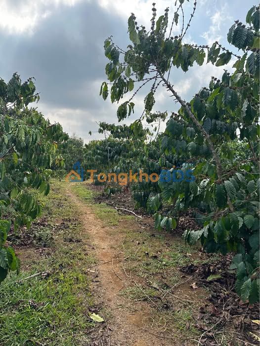 Đất nền Bảo Lâm 22.000m² - Sổ đỏ sẵn sàng, giá đầu tư F0