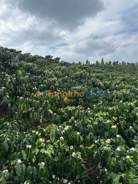 Đất nền Lộc Thanh Bảo Lộc 24.000m² 7.6 tỷ - Sổ đỏ chính chủ