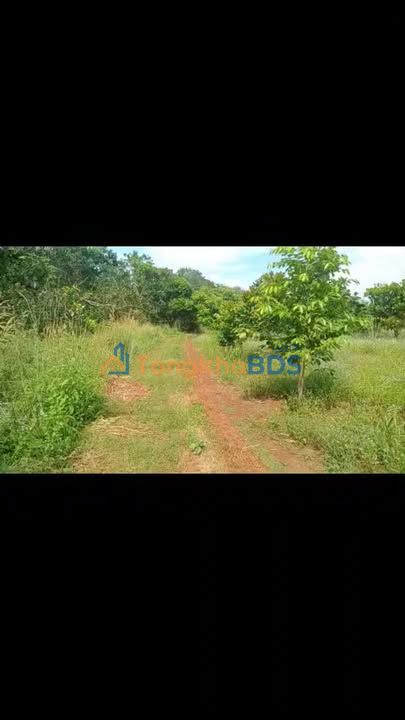 Farm Bù Cà Mau 2.4ha giá 3.12 tỷ - An yên tĩnh lặng