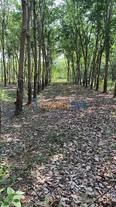 Đất vườn Hưng Phước 1.068ha 1.35 tỷ - Đường to ô tô