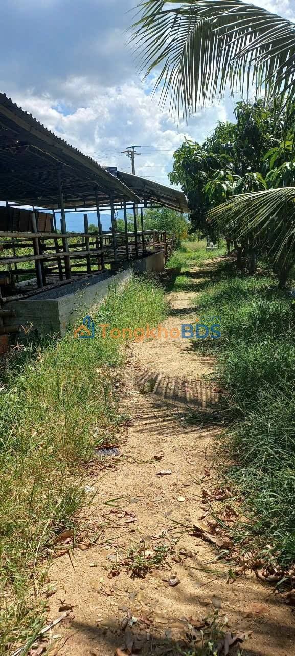 Đất nền Phước Hậu Ninh Phước 900m² 650 triệu - Sổ đỏ chính chủ