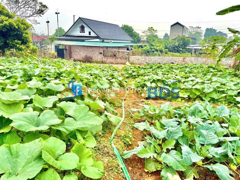 Đất Ba Vì Vân Hòa 1120m² 5.6 tỷ - Sổ đỏ chính chủ