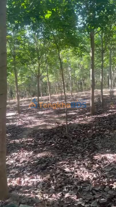 Đất nền Đăk Tơ Ver 2340m² - Sổ đỏ chính chủ