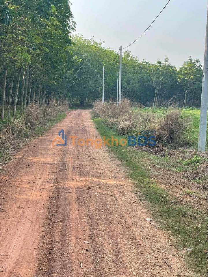 Đất nền DT749D Dầu Tiếng 250m² 100 triệu - Đường ô tô