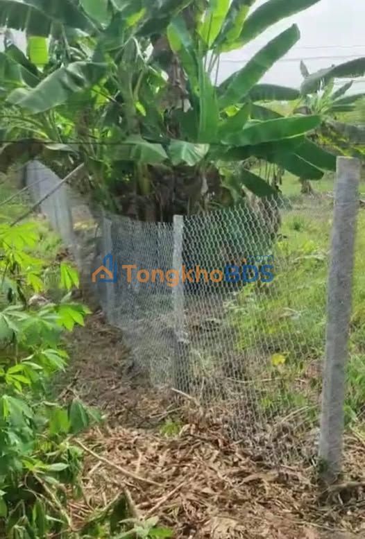 Đất nền Thạnh Bình 240m² 450tr - Sổ hồng sang tên