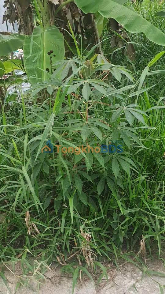 Bán Đất Vườn 38.800m² Mặt Tiền Lớn Tại Giồng Riềng, Kiên Giang - Sổ Hồng Sẵn