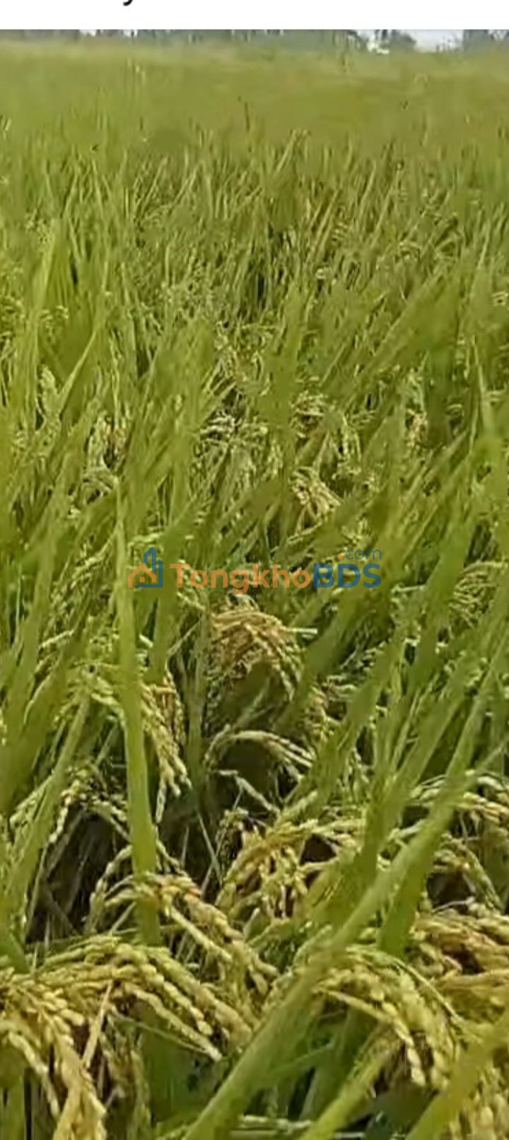 Đất nền Vĩnh Phú Giang Thành 25 công 2.625 tỷ - Hạ tầng hoàn thiện