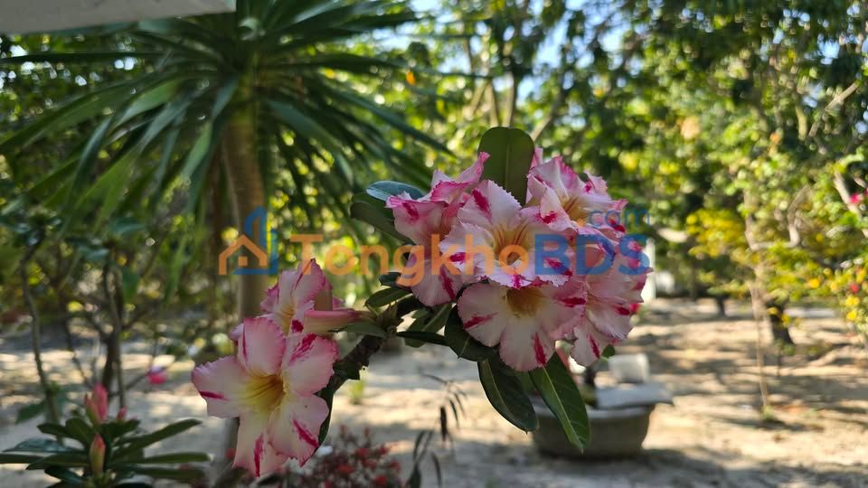 Đất vườn Cam Hòa Cam Lâm 3.197m² 4.44 tỷ - Sinh thái xanh