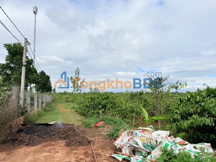 Bán Đất Vườn Trà Đa 11071m² - Sổ Đỏ Rõ Ràng, Giá Đầu Tư