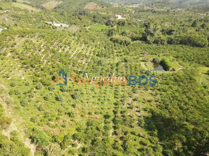 Đất vườn Gia Nghĩa 2.3ha 4.15 tỷ - Sinh thái xanh nghỉ dưỡng