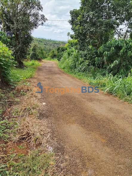 Đất Xã Đạ Ròn 12.000m² 3 tỷ - Đường to ô tô 30m mặt tiền