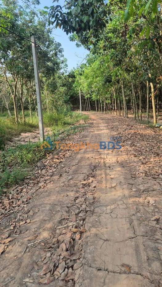 Đất nền Phước Vinh Châu Thành 18.000m² 2 tỷ - Đường to ô tô