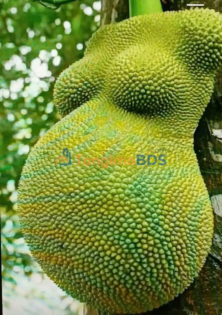 Nhà vườn Long Khánh 500m² 1.8 tỷ - Sẵn sàng ở ngay