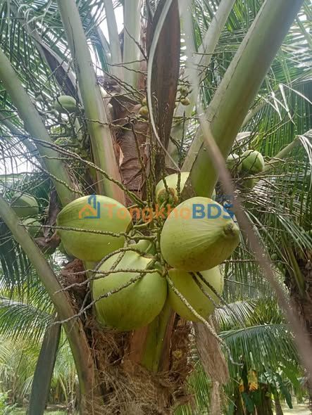 Đất vườn Long Thành Phước Bình 5.400m² - Sinh thái xanh