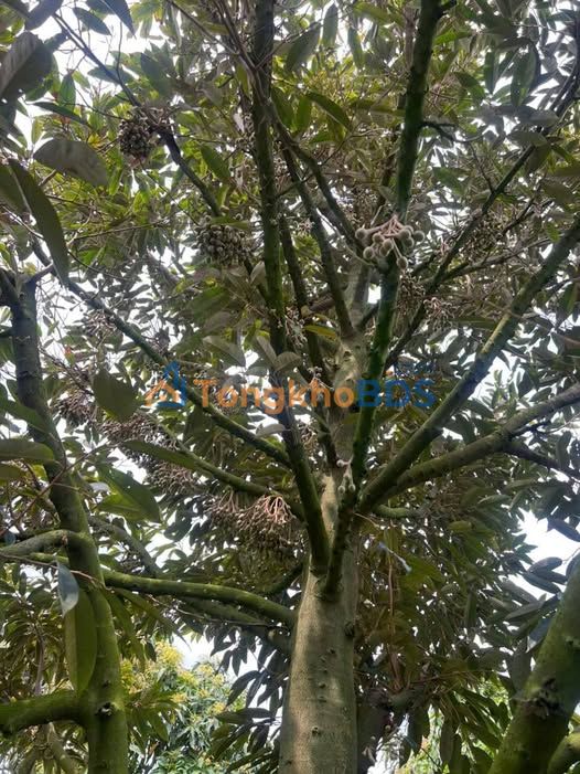 Bán Gấp Vườn Sầu Riêng 1000m² Đồng Tháp - 2 Mặt Tiền Thoáng