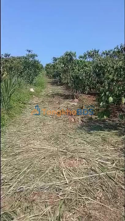 Đất nền Lộc Quảng Bảo Lâm 1800m² giá 3 tỷ - Sổ đỏ chính chủ