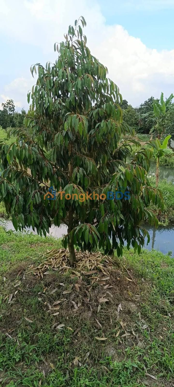 Đất vườn Mỹ Tân 13,080m² 7.194 tỷ - Sinh thái xanh