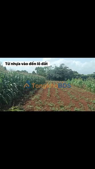 Đất nền Cửa Tùng 1.500m² giá 5xx triệu - Đường ô tô