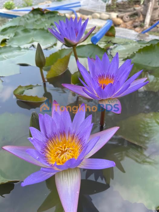 Đất nền Đức Tân 150m² 599 triệu - Sổ đỏ