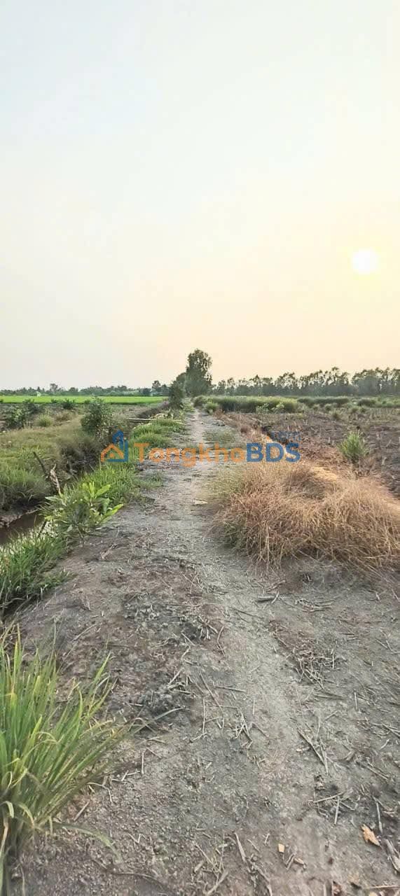 Đất nền Bến Lức 1000m² 750 triệu - Giá tốt hiếm có